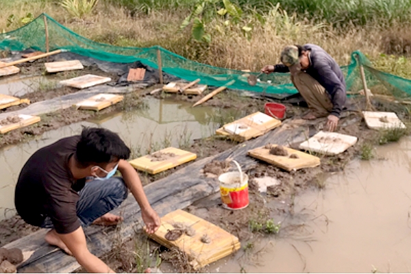 Nuôi lươn giống độc, lạ ở An Giang, cho lươn mẹ làm tổ, đẻ trứng trong ống nhựa, ai cũng muốn xem - Ảnh 2.