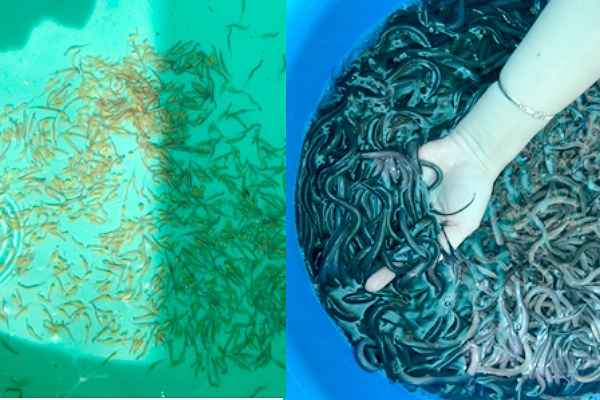 Nuôi lươn giống độc, lạ ở An Giang, cho lươn mẹ làm tổ, đẻ trứng trong ống nhựa, ai cũng muốn xem - Ảnh 5.