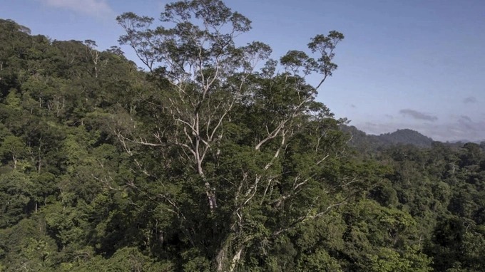 Chiêm ngưỡng cây cao nhất trong rừng Amazon, tương đương tòa nhà 25 tầng - Ảnh 1.