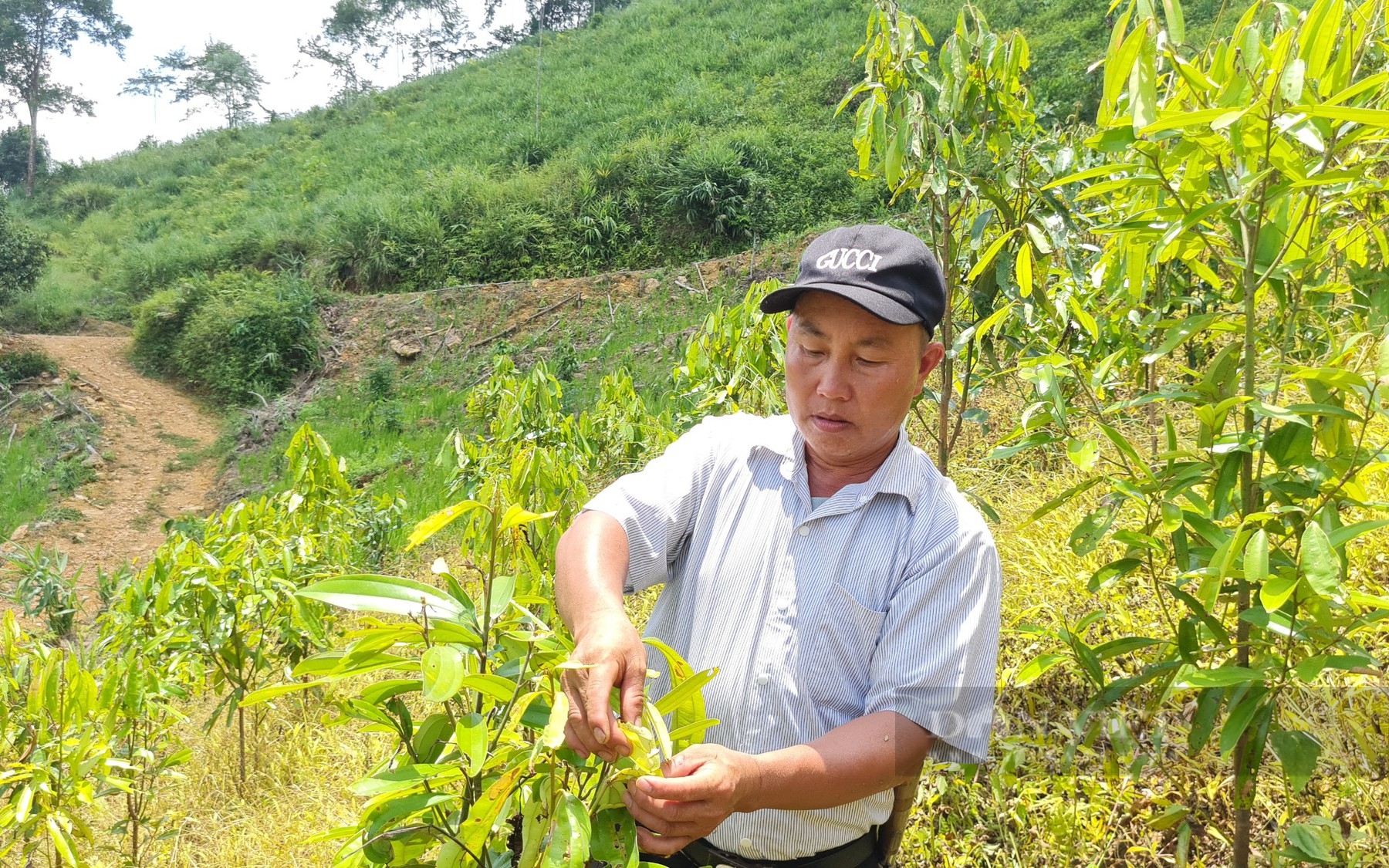 Cây “vàng xanh” là cây gì mà cho nhà nông Yên Bái vàng thật?