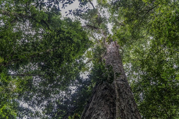 Chiêm ngưỡng cây cao nhất trong rừng Amazon, tương đương tòa nhà 25 tầng - Ảnh 2.