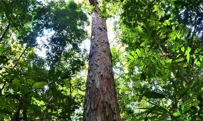 Chiêm ngưỡng cây cao nhất trong rừng Amazon, tương đương tòa nhà 25 tầng - Ảnh 4.