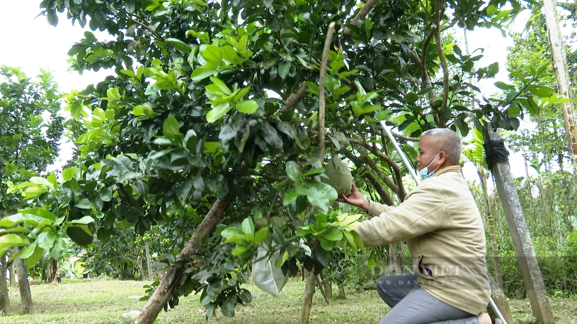 Quảng Nam: Nông dân vùng thủ phủ cây ăn quả chia sẻ bài học làm vườn cho thu nhập trăm triệu mỗi năm - Ảnh 3.