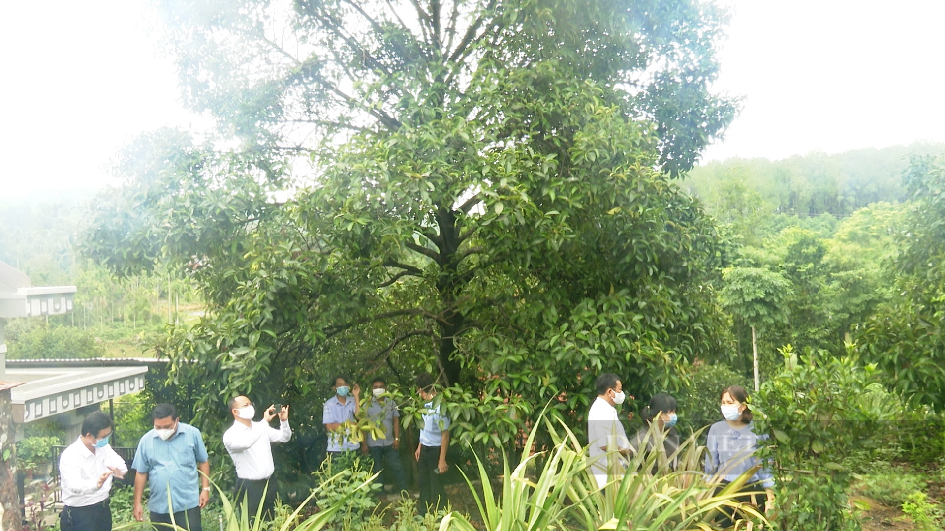 Quảng Nam: Nông dân vùng thủ phủ cây ăn quả chia sẻ bài học làm vườn cho thu nhập trăm triệu mỗi năm - Ảnh 4.