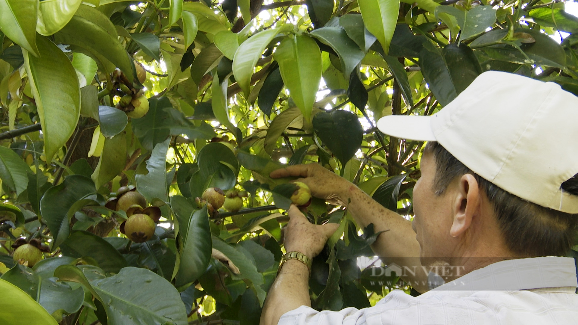 Quảng Nam: Nông dân vùng thủ phủ cây ăn quả chia sẻ bài học làm vườn cho thu nhập trăm triệu mỗi năm - Ảnh 5.