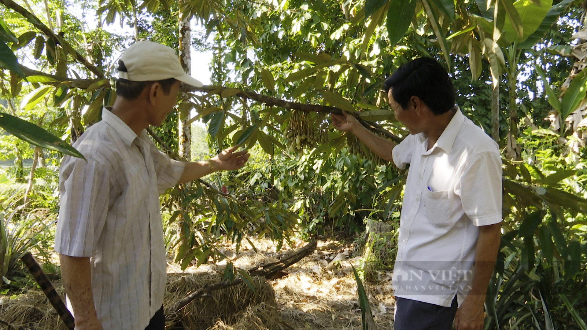 Quảng Nam: Nông dân vùng thủ phủ cây ăn quả chia sẻ bài học làm vườn cho thu nhập trăm triệu mỗi năm - Ảnh 6.