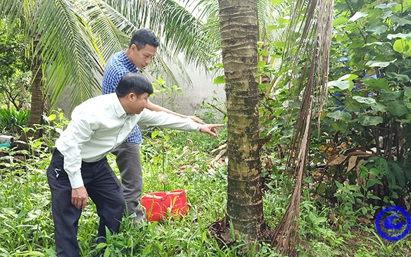Ngành chức năng huyện Chợ Gạo của Tiền Giang thả 2.000 con bọ đuôi kìm vào vườn ở ấp này để làm gì?