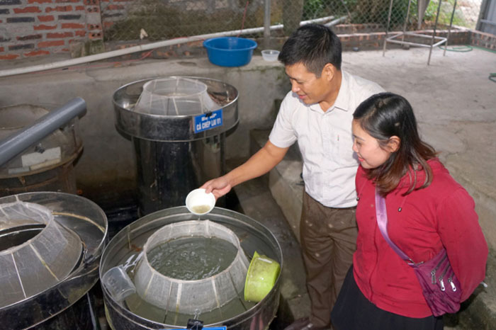 Dấu ấn khuyến nông: Làm &quot;sông trong ao&quot;, thả nuôi cá dày đặc, bắt lên toàn con to khoẻ, bán đắt hàng (Bài 7) - Ảnh 2.