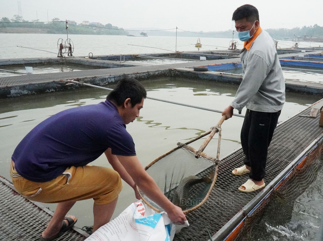 Đây là loài cá lạ với Bắc Ninh, đang được nuôi lồng bè trên sông Đuống - Ảnh 1.