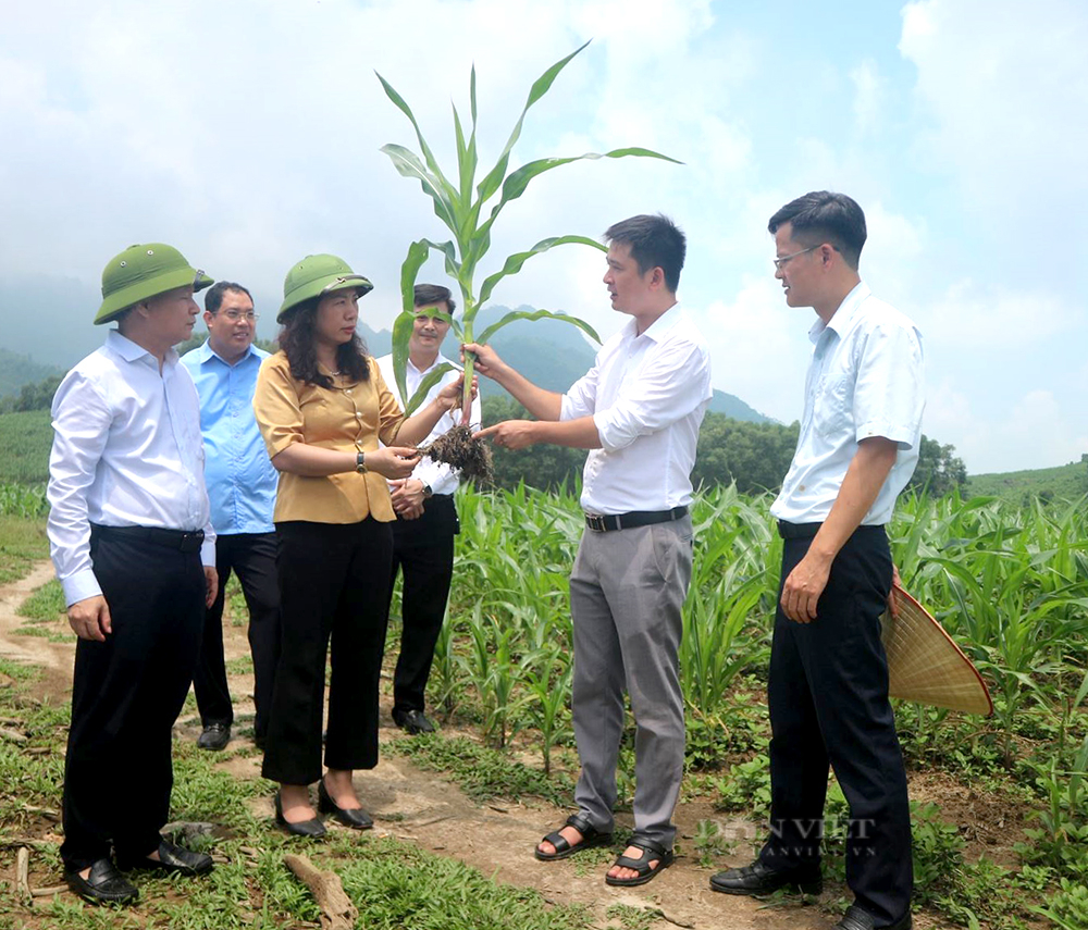 Bước chuyển lớn từ tư duy sản xuất sang tư duy kinh tế nông nghiệp của nông dân Phú Thọ - Ảnh 1.