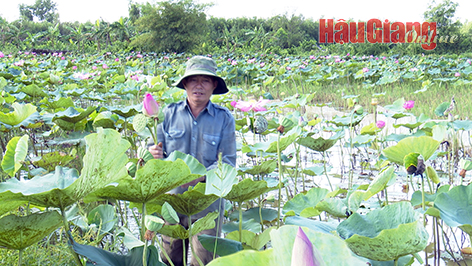 Mùa nước nổi Hậu Giang, nông dân nuôi cá ruộng chả phải cho ăn, trồng sen đồng trũng đẹp như phim - Ảnh 5.