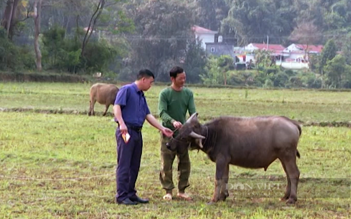 Các biện pháp của nông dân Lai Châu để đàn gia súc luôn khoẻ mạnh - Ảnh 3.