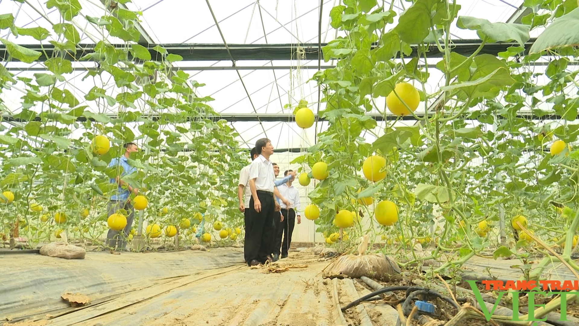 Kỷ niệm 70 năm Ngày giải phóng huyện Phù Yên - Ảnh 6.