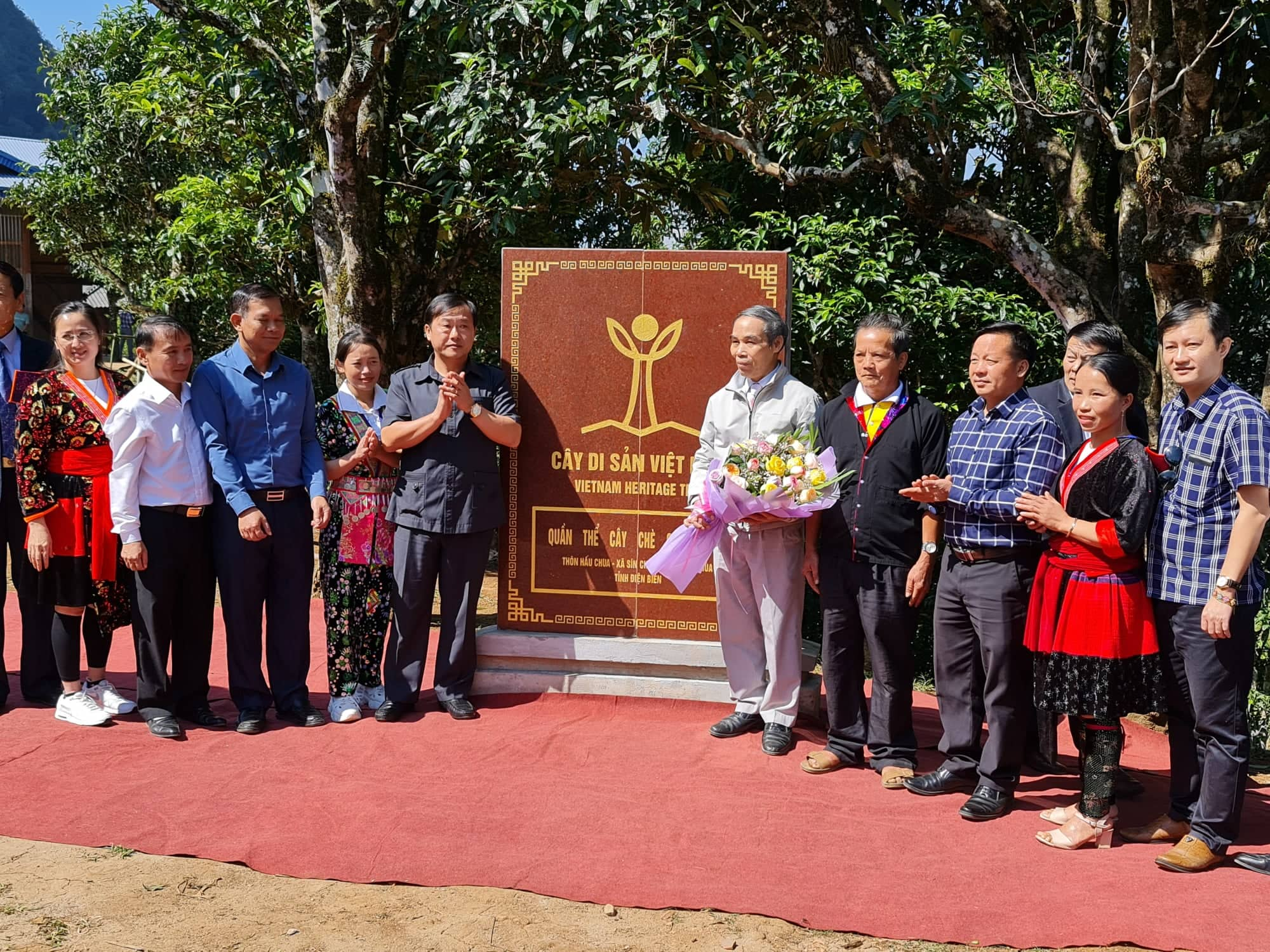 Điện Biên: Loại chè gì, phải bắc thang mới hái được, người dân vùng cao có thu nhập ổn định - Ảnh 2.