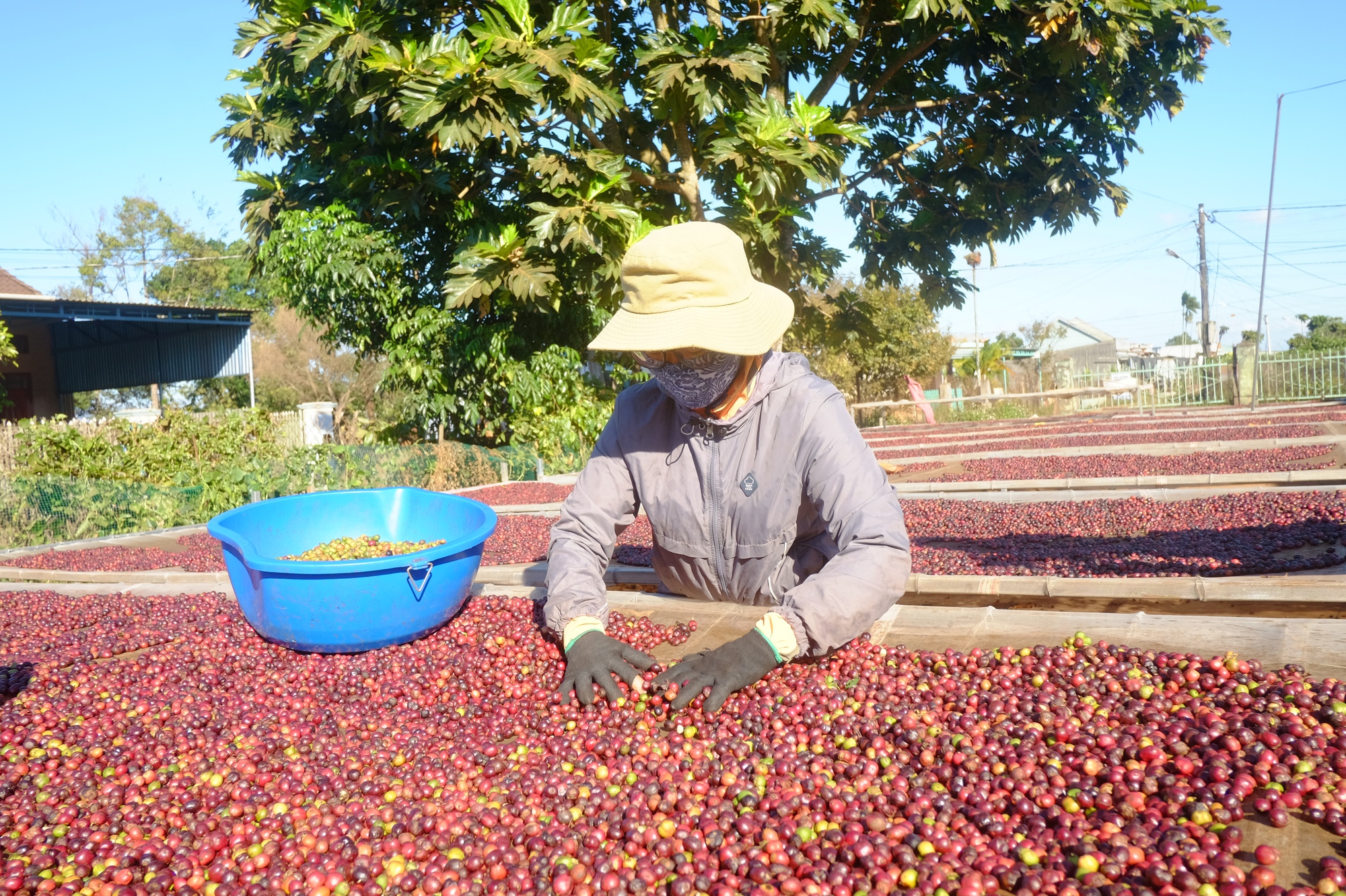Tại sao giá cà phê của Việt Nam bán sang Trung Quốc lại thấp hơn các nước khác cả nghìn USD/tấn? - Ảnh 1.