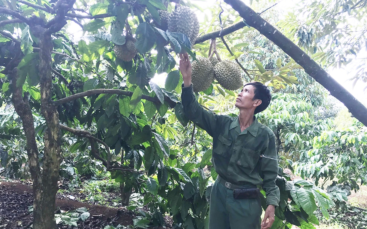 "Liều" trồng sầu riêng xen canh cà phê, ông tỷ phú nông dân ở Gia Lai chăm kiểu gì mà ngước lên toàn thấy trái