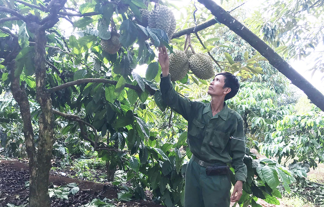 &quot;Liều&quot; trồng sầu riêng xen canh cà phê, ông tỷ phú nông dân ở Gia Lai chăm kiểu gì mà ngước lên toàn thấy trái - Ảnh 2.