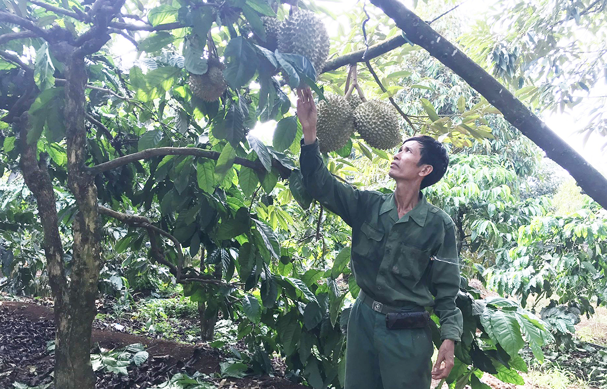 Trồng sầu riêng Monthong xen canh cà phê, tưởng bị chê, ông tỷ phú ...