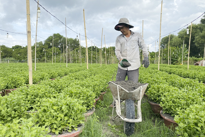 Vùng đất ở Khánh Hòa cứ đến tối là cánh đồng bật đèn sáng trưng, dân đang &quot;nuôi&quot; thứ cây cảnh bán Tết - Ảnh 5.