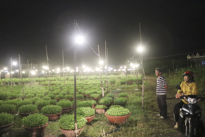 Vùng đất ở Khánh Hòa cứ đến tối là cánh đồng bật đèn sáng trưng, dân đang &quot;nuôi&quot; thứ cây cảnh bán Tết - Ảnh 2.