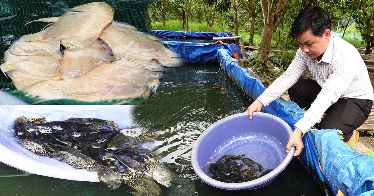 Nuôi cá tai tượng da beo trong bể lót bạt bán làm kiểng, trai trẻ Hậu Giang “bỏ túi” 600 triệu Nuôi cá tai tượng da beo trong bể lót bạt bán làm kiểng, trai trẻ Hậu Giang “bỏ túi” 600 triệu
