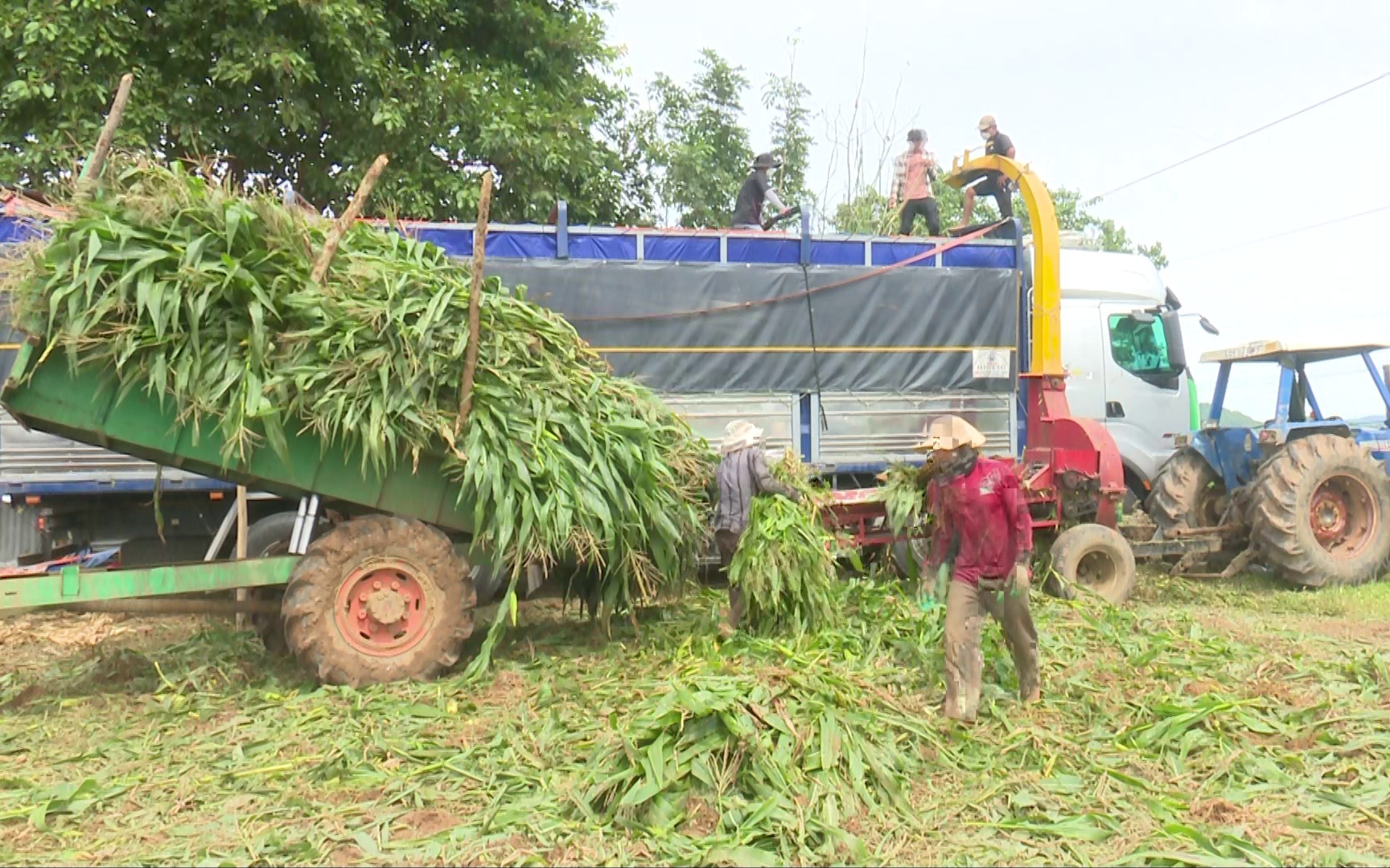 Trồng giống bắp gì mà không cần bẻ trái, nông dân nơi này ở Bình Thuận vẫn "bỏ túi" lãi cao?