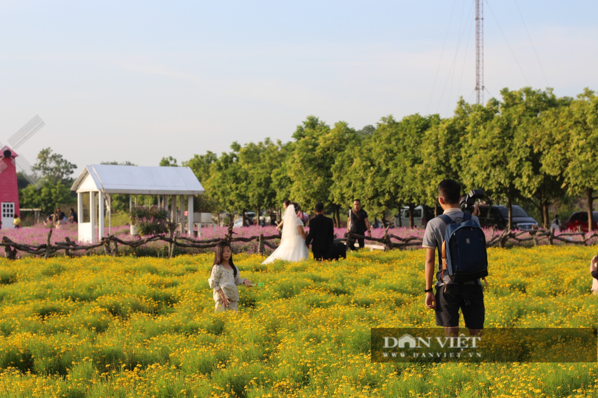 Ngẩn ngơ trước vẻ đẹp vườn cúc sao băng rộng 1ha thu hút du khách trong ngày cuối thu Hà Nội - Ảnh 11.