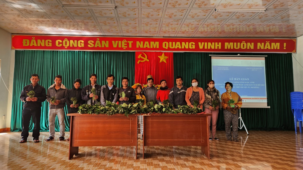 Hộ nghèo ở Kon Tum được hỗ trợ 10.000 sâm Ngọc Linh giống - Ảnh 1.