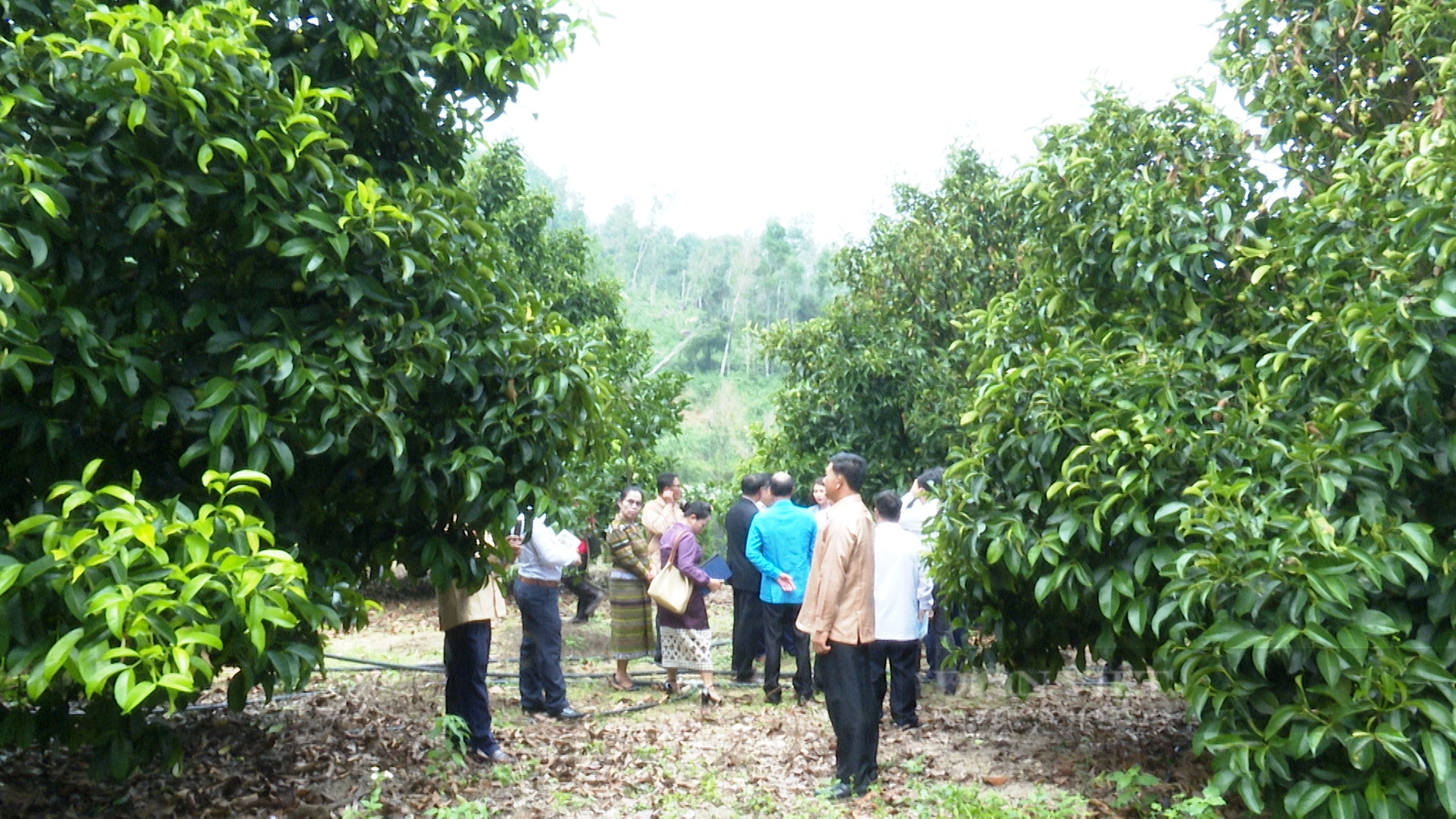 Quảng Nam: Đoàn công tác tỉnh Sê Kông thăm mô hình triệu phú của nông dân xứ Tiên - Ảnh 2.