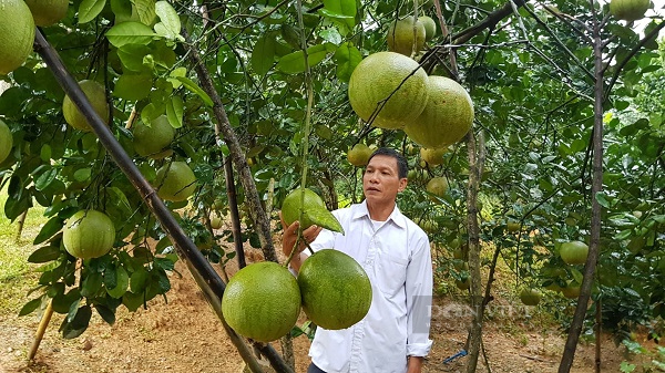 Nhà nông Phú Thọ nâng chất cho quả bưởi xuất ngoại Hoa Kỳ - Ảnh 2.