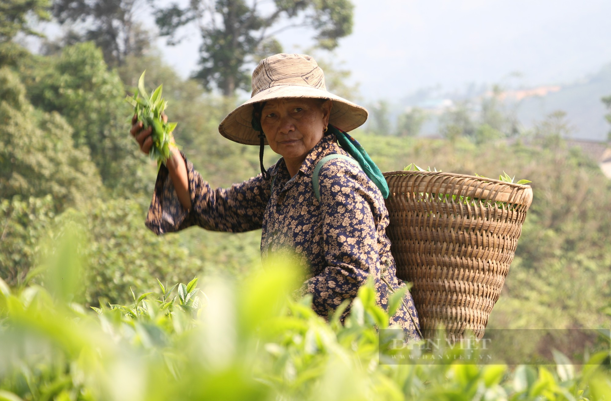 Shan tuyết bén rễ nơi cổng trời xứ Nghệ mang lại thu nhập trong mơ cho bà con người Mông - Ảnh 6.