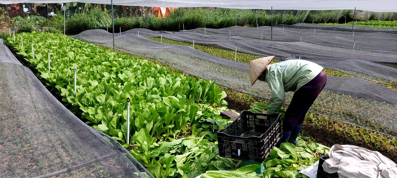 TP.HCM tăng cường chính sách hỗ trợ HTX nông nghiệp phát triển toàn diện - Ảnh 2.