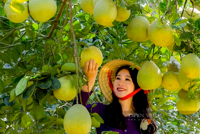Nhà nông Phú Thọ nâng chất cho quả bưởi xuất ngoại Hoa Kỳ - Ảnh 3.