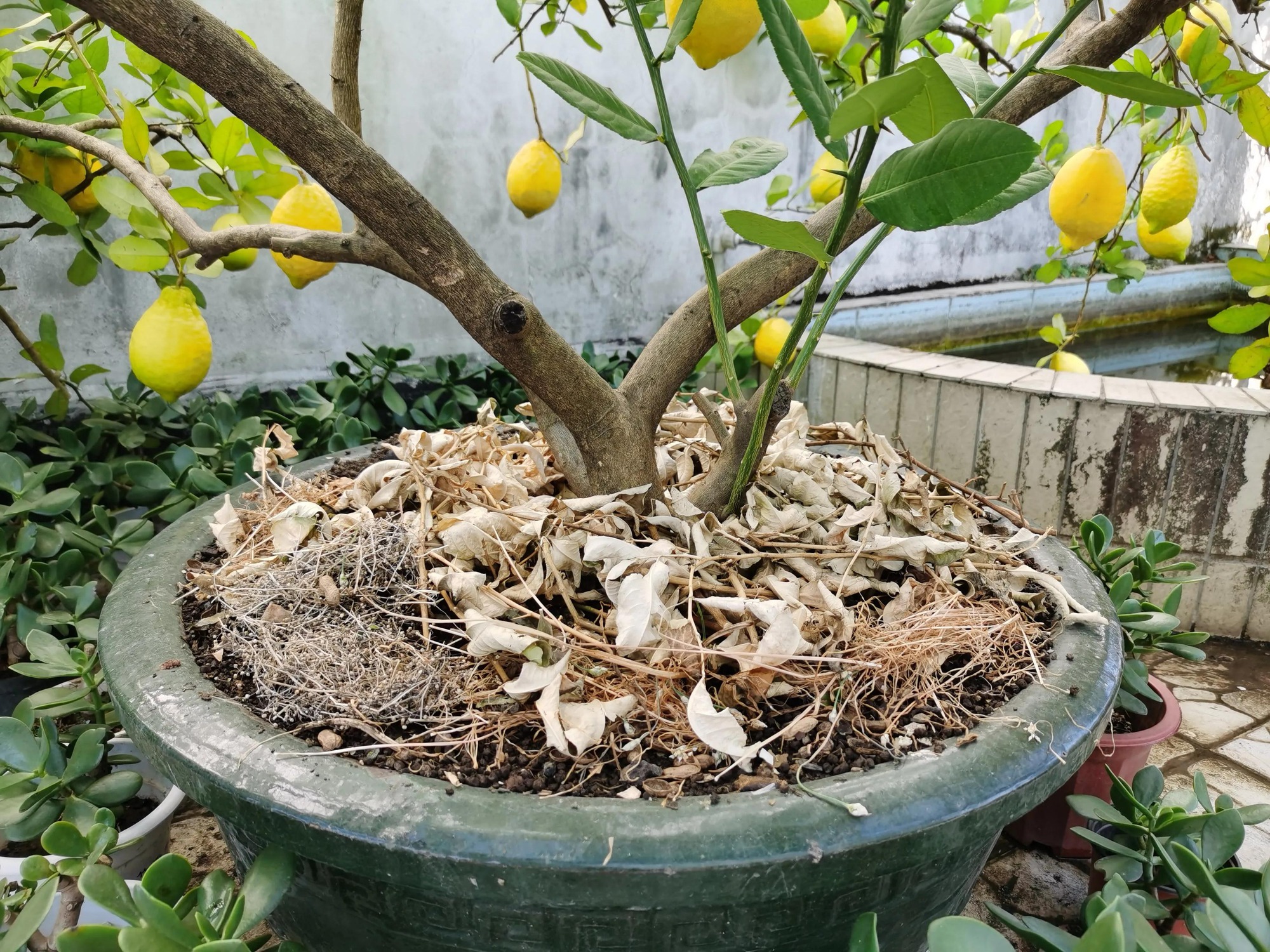 Trồng chanh trên ban công, 7 năm qua, cây xòe tán 2m, 4 mùa ra quả vàng rực - Ảnh 5.