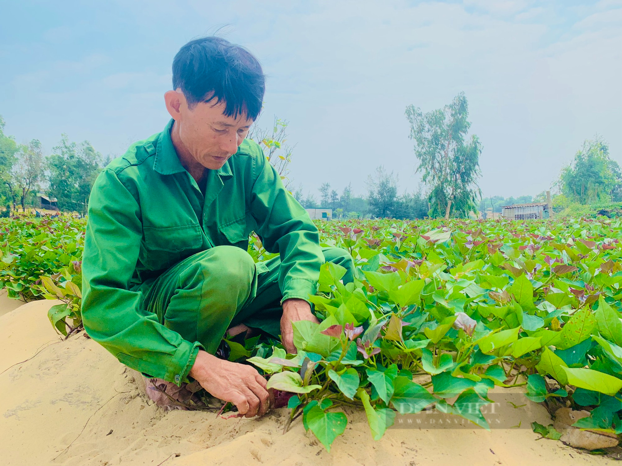 Một làng ở Quảng Bình nông dân thu hàng trăm triệu nhờ trồng khoai lang tím - Ảnh 3.