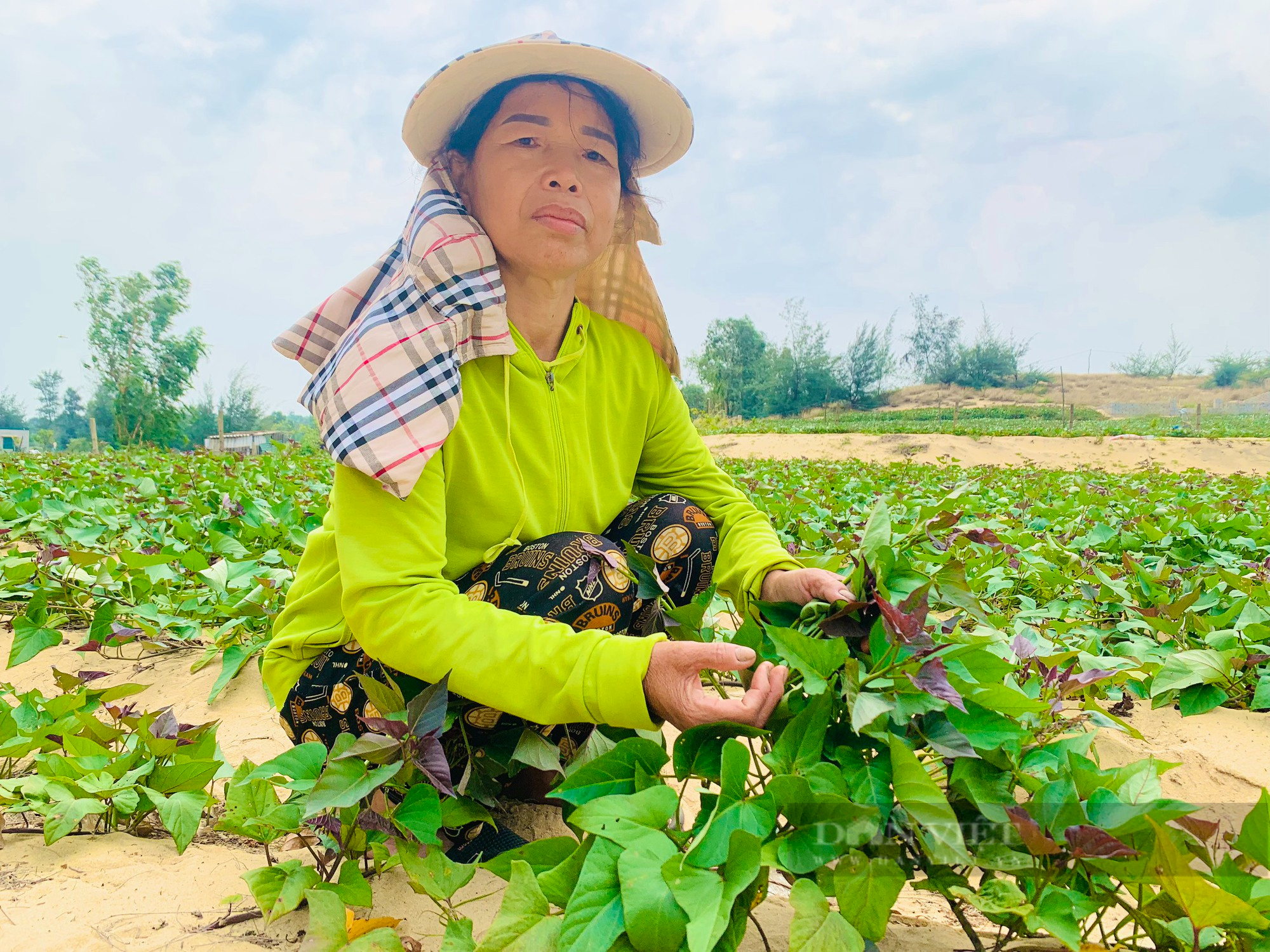 Một làng ở Quảng Bình nông dân thu hàng trăm triệu nhờ trồng khoai lang tím - Ảnh 5.