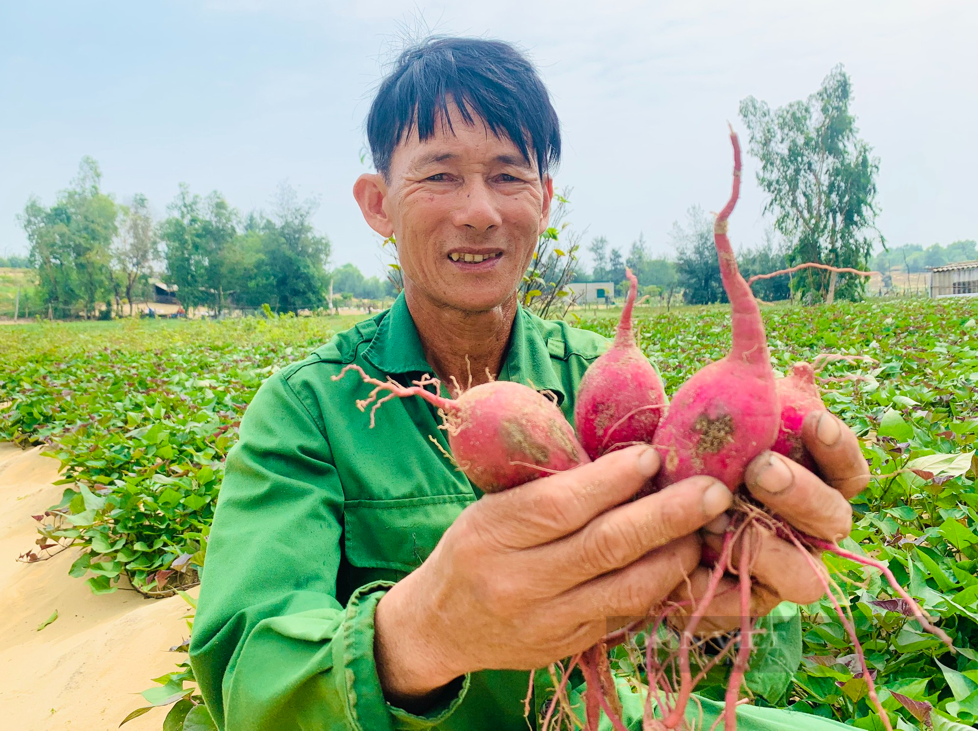 Một làng ở Quảng Bình nông dân thu hàng trăm triệu nhờ trồng khoai lang tím - Ảnh 2.