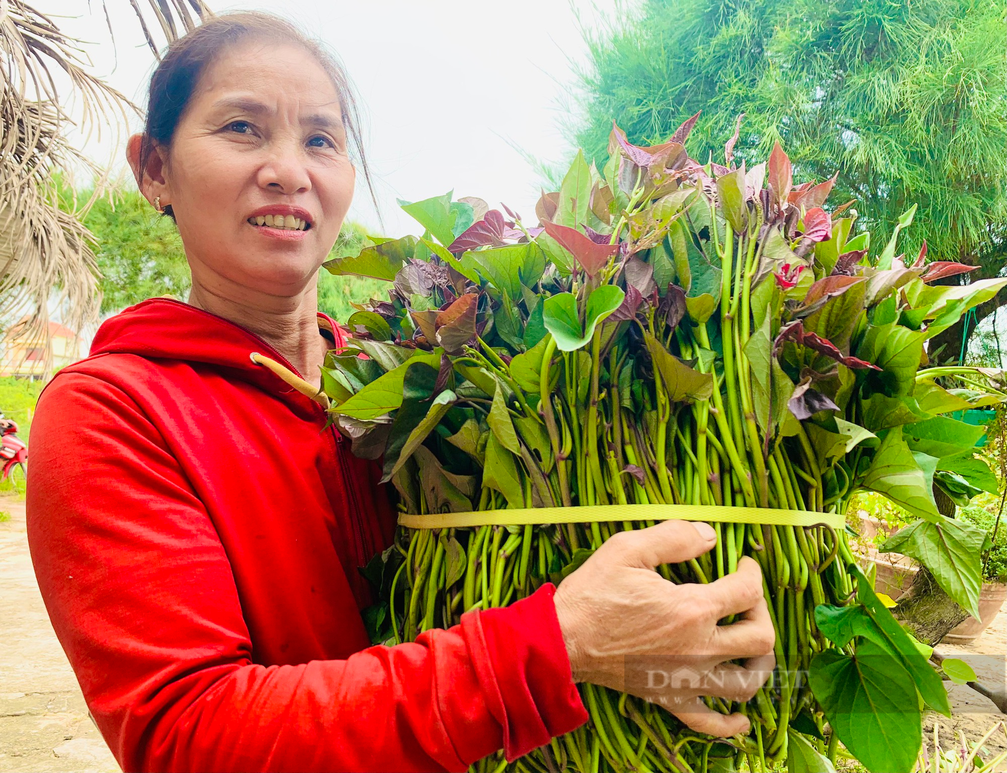 Một làng ở Quảng Bình nông dân thu hàng trăm triệu nhờ trồng khoai lang tím - Ảnh 4.