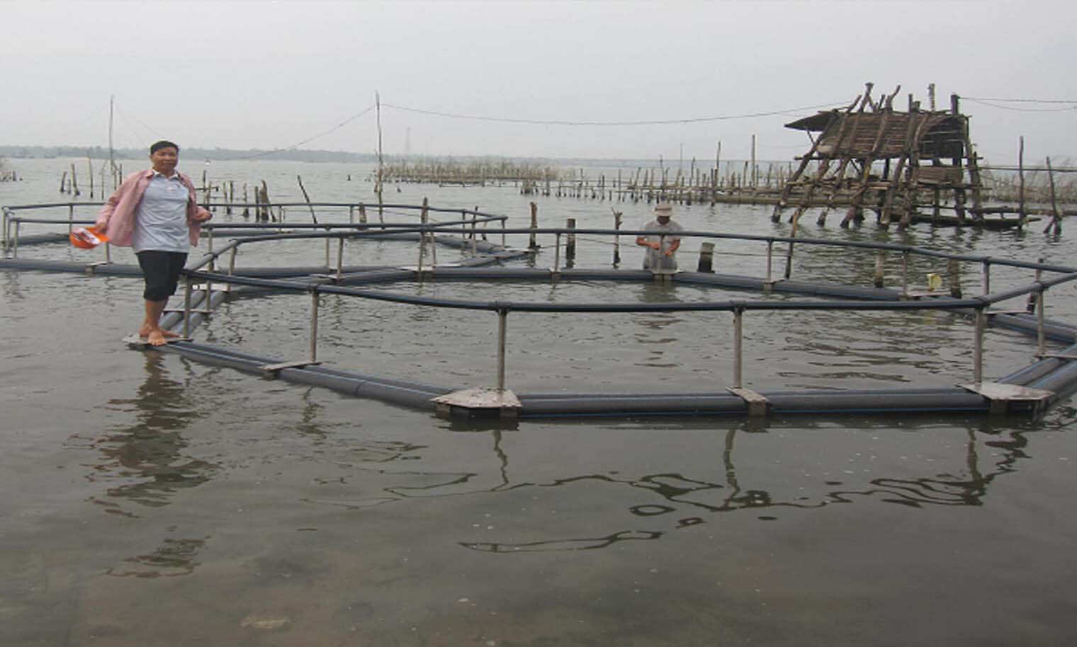 Thời tiết bất thường, cá dìa nuôi ở Thừa Thiên Huế bị chết - Ảnh 1.
