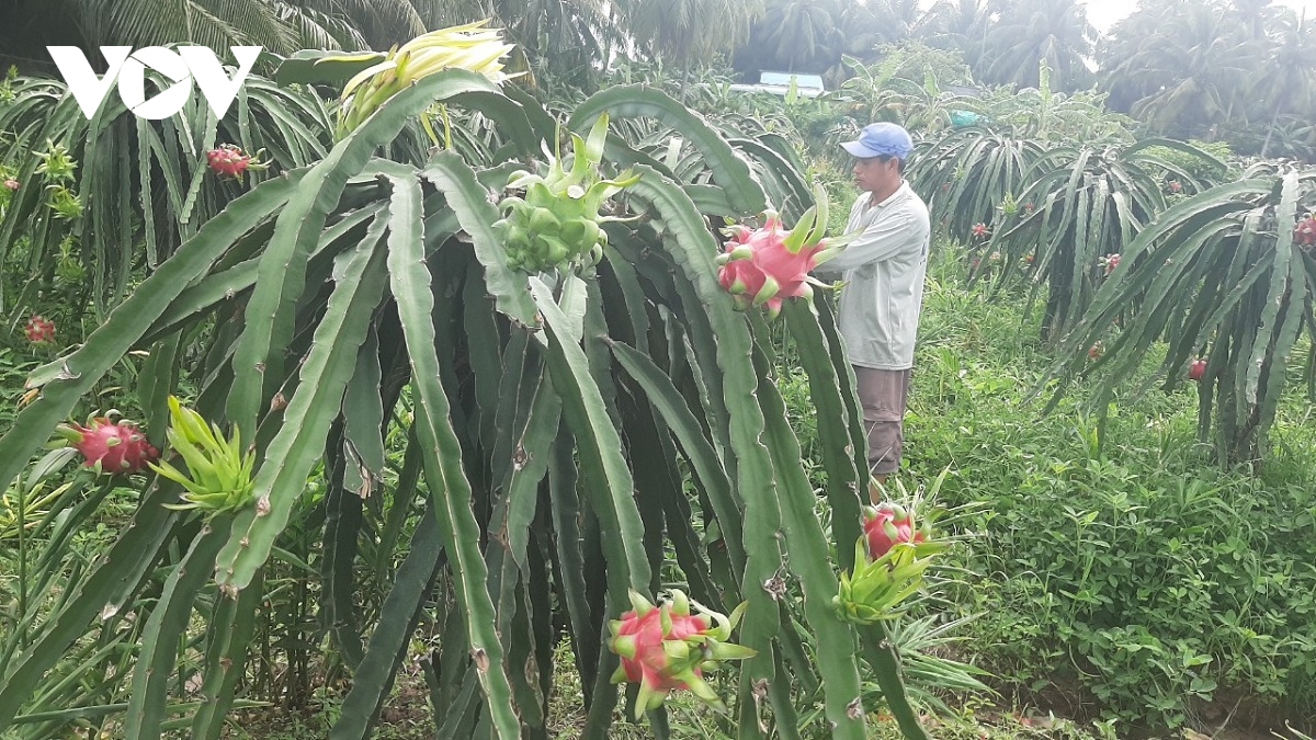 Trái thanh long ở Tiền Giang chín đỏ, thương lái mạnh tay ép giá nhà vườn - Ảnh 1.