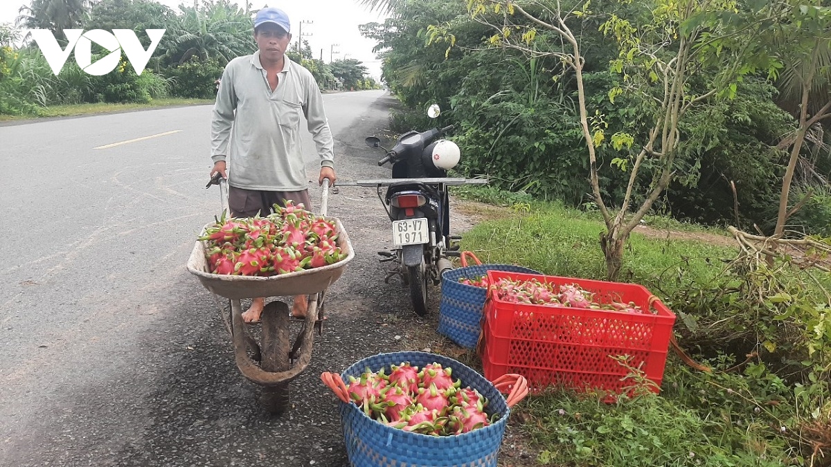 Trái thanh long ở Tiền Giang chín đỏ, thương lái mạnh tay ép giá nhà vườn - Ảnh 2.