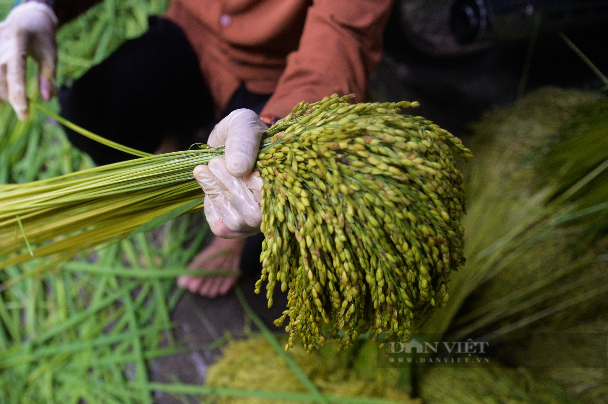 Làng Mễ Trì rộn ràng vào vụ cốm mới - Ảnh 3.