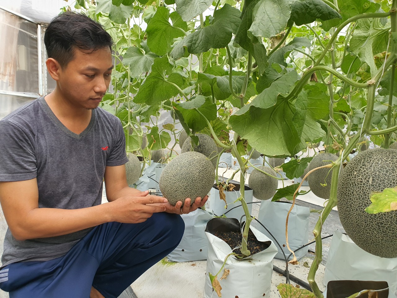 9X ở Khánh Hòa bỏ lương 15 triệu đồng/tháng trở về quê trồng dưa lưới - Ảnh 1.