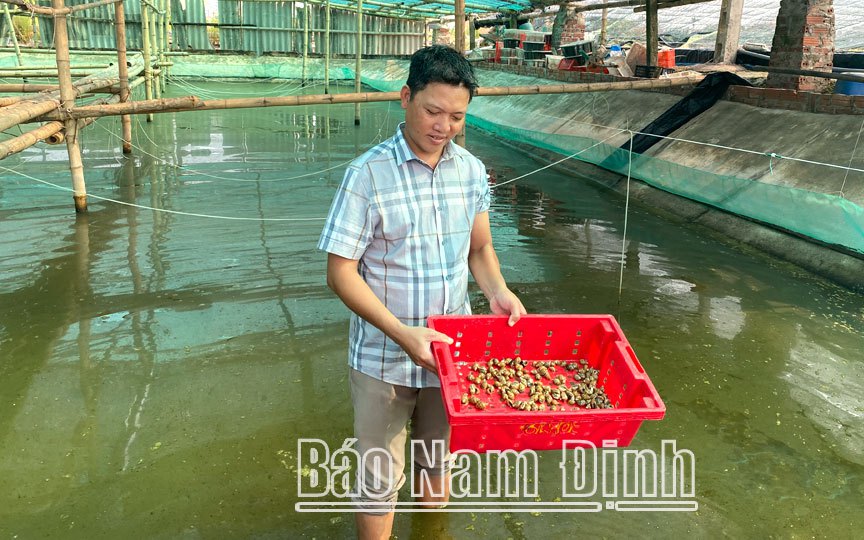 Nuôi ốc hương trong nhà lưới, mô hình làm giàu mới ở Nam Định