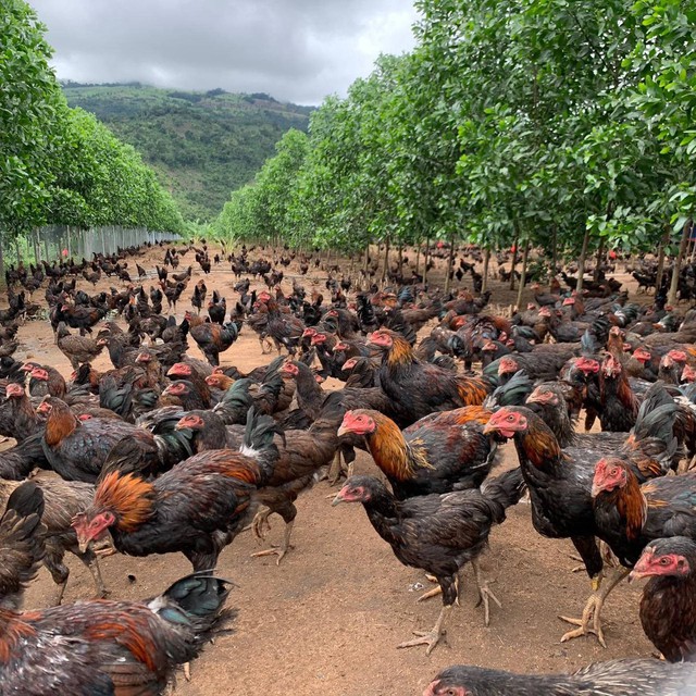 Bầu Đức nuôi 'gà ăn chuối' còn đây là cách KFC phát triển đàn gà của mình - Ảnh 9.