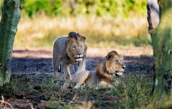 Các chiến binh thánh chiến IS bị sư tử hoang xé xác khi tấn công vào bắc Mozambique - Ảnh 1.