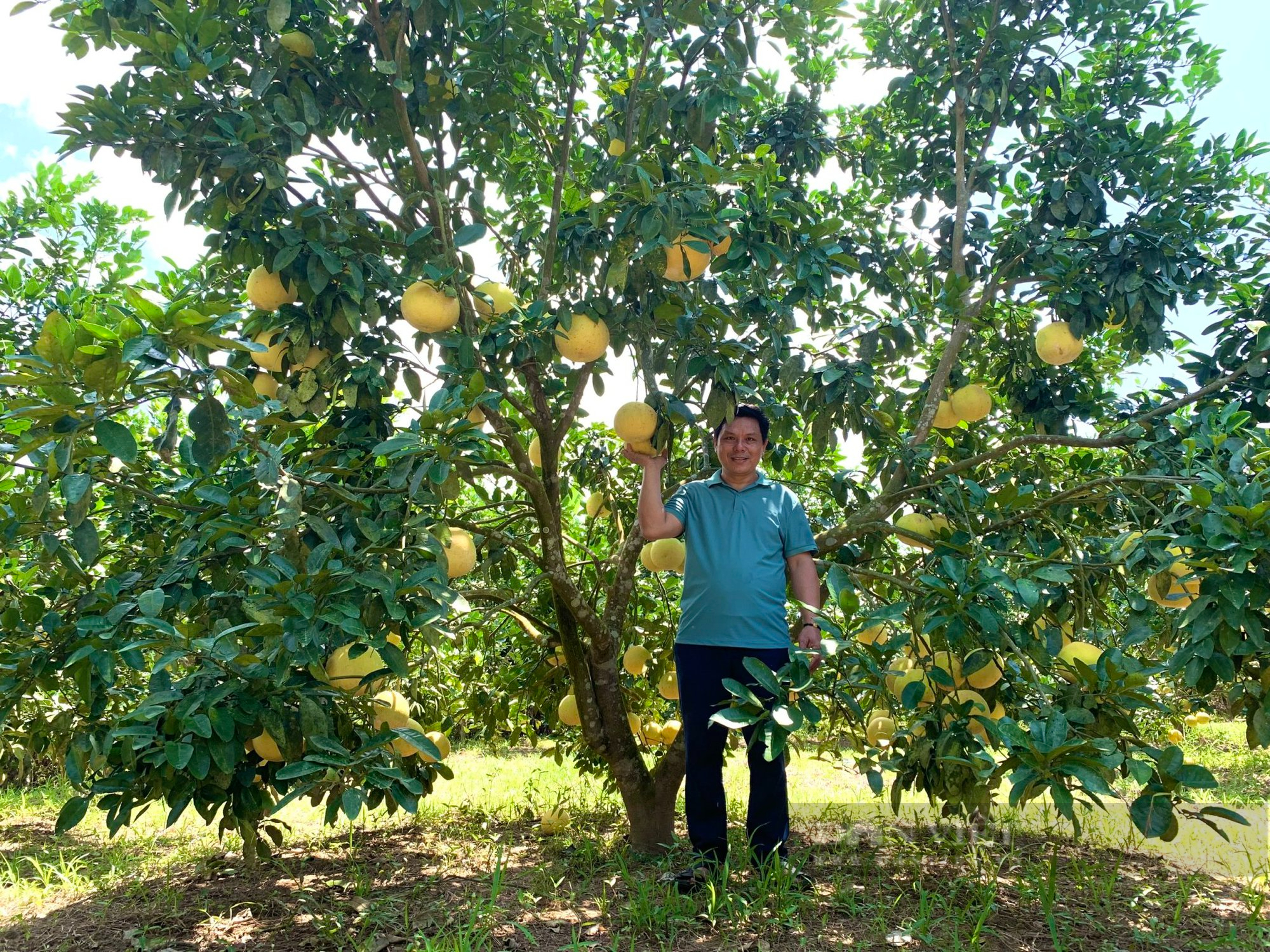 Quảng Bình: Nông dân chuyển đổi đất đồi kém hiệu quả sang trồng bưởi Phúc Trạch thu về 300 triệu/năm - Ảnh 4.