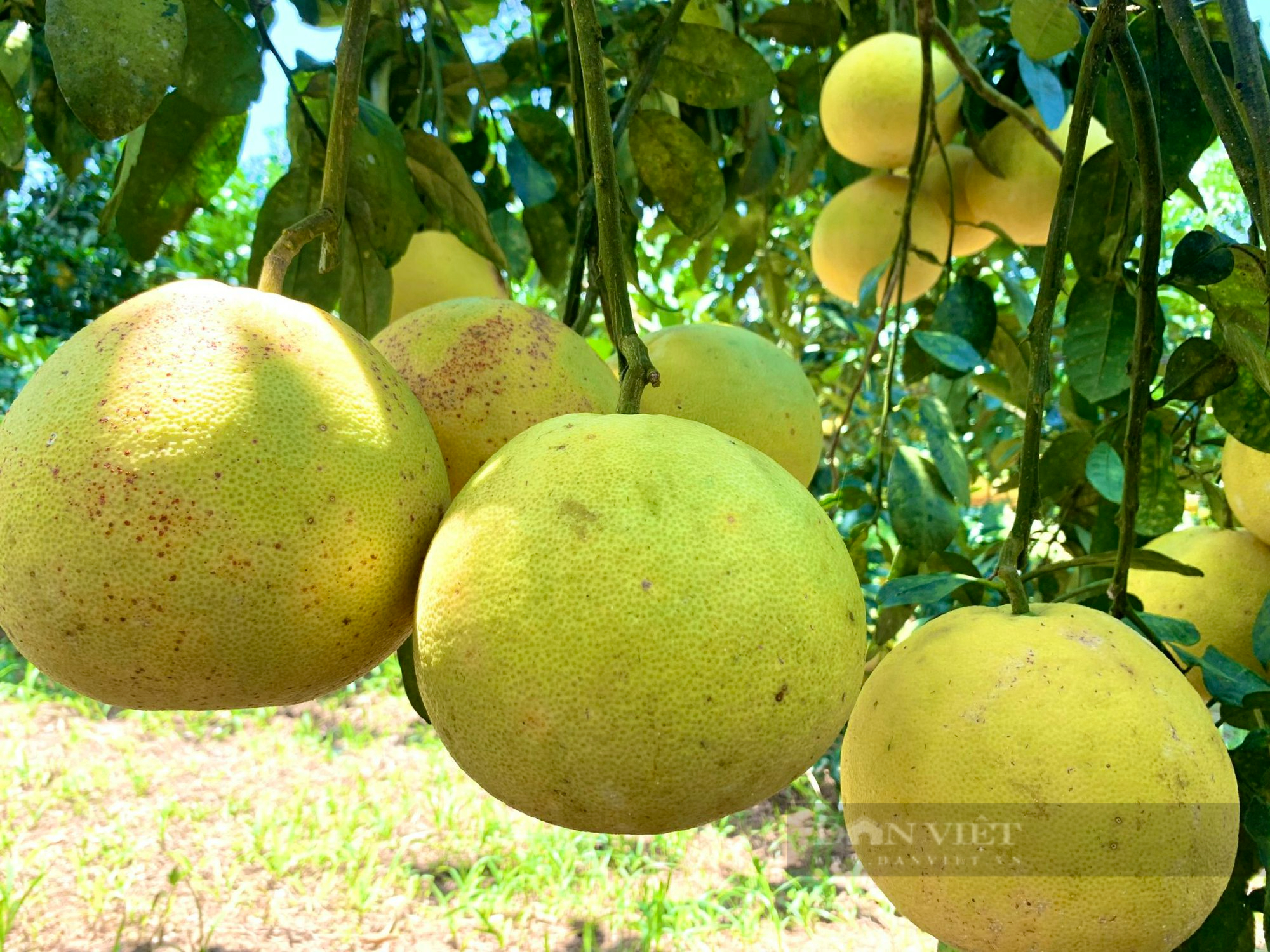 Quảng Bình: Nông dân chuyển đổi đất đồi kém hiệu quả sang trồng bưởi Phúc Trạch thu về 300 triệu/năm - Ảnh 5.