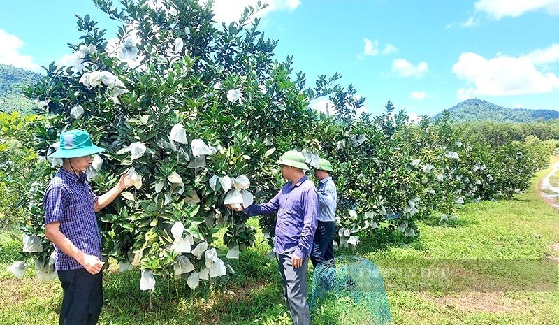 Quảng Bình: Nông dân chuyển đổi đất đồi kém hiệu quả sang trồng bưởi Phúc Trạch thu về 300 triệu/năm - Ảnh 3.