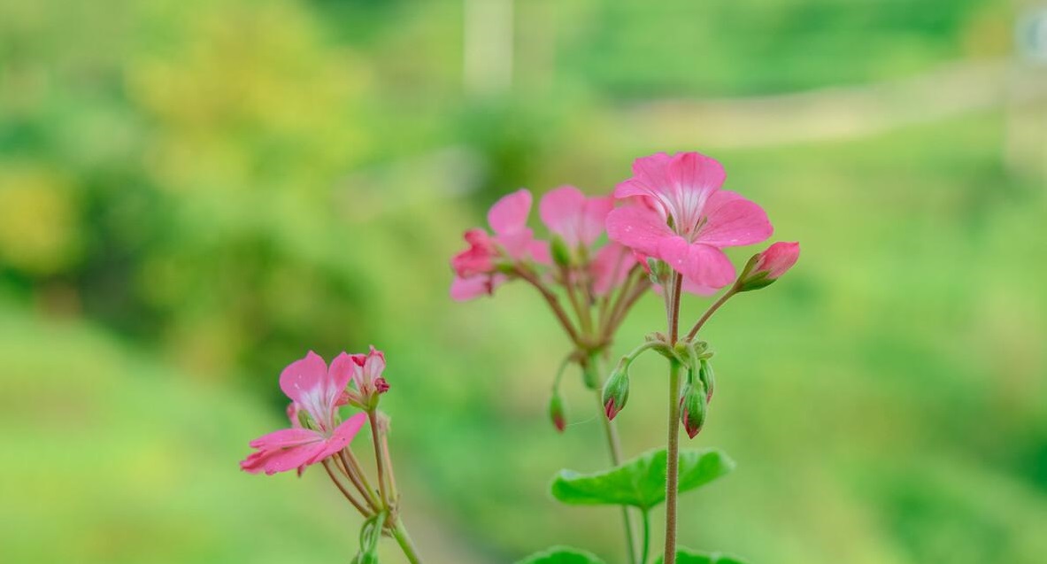 Người sinh vào 5 ngày Âm lịch này, nam phát tài, nữ thịnh vượng, cuộc đời an nhàn sung sướng - Ảnh 3.